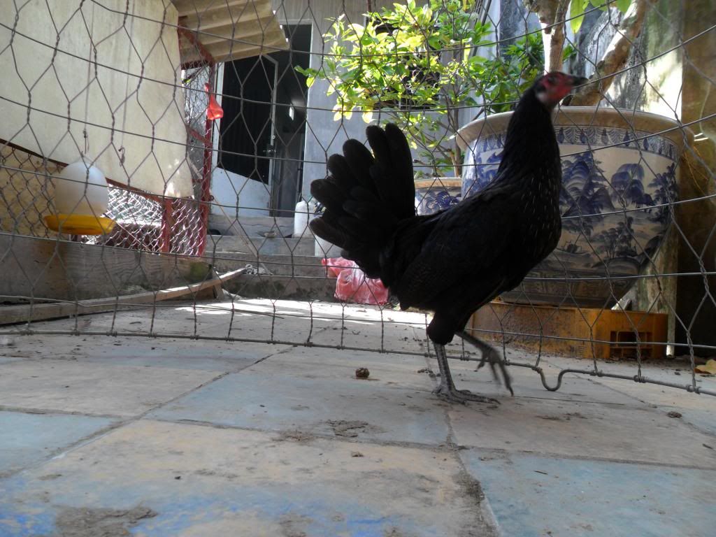 Peru Dom,Peru lai mỹ, mỹ rặc, trống mái updat thường xuyên ........ - 35