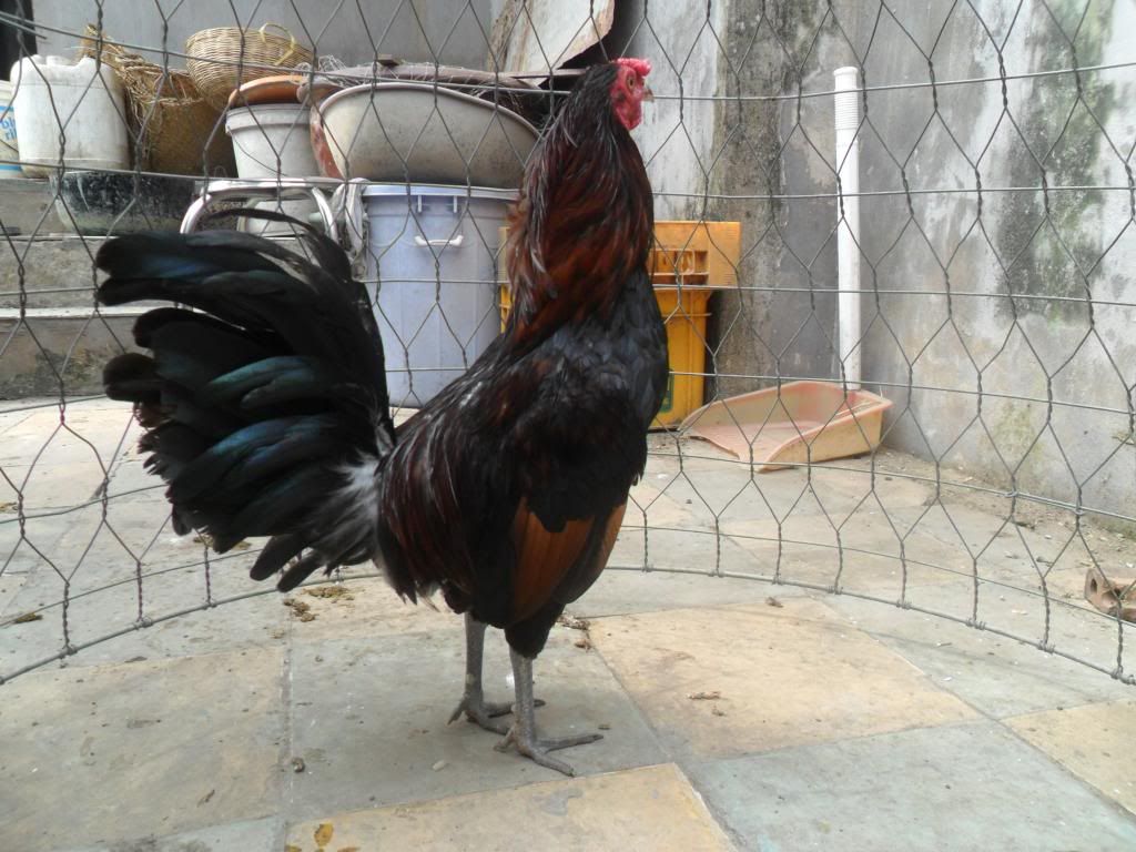 Peru Dom,Peru lai mỹ, mỹ rặc, trống mái updat thường xuyên ........ - 32