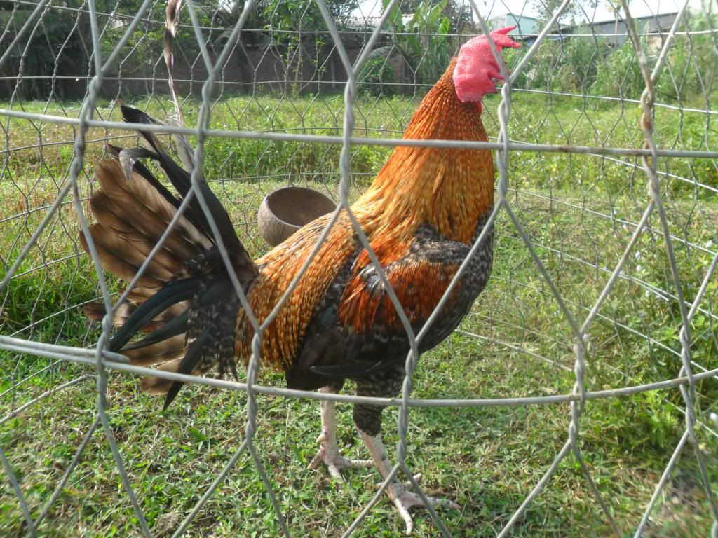 Peru New Navajeros Dom , Mỹ rặc, Tre mỹ rặc... - 3