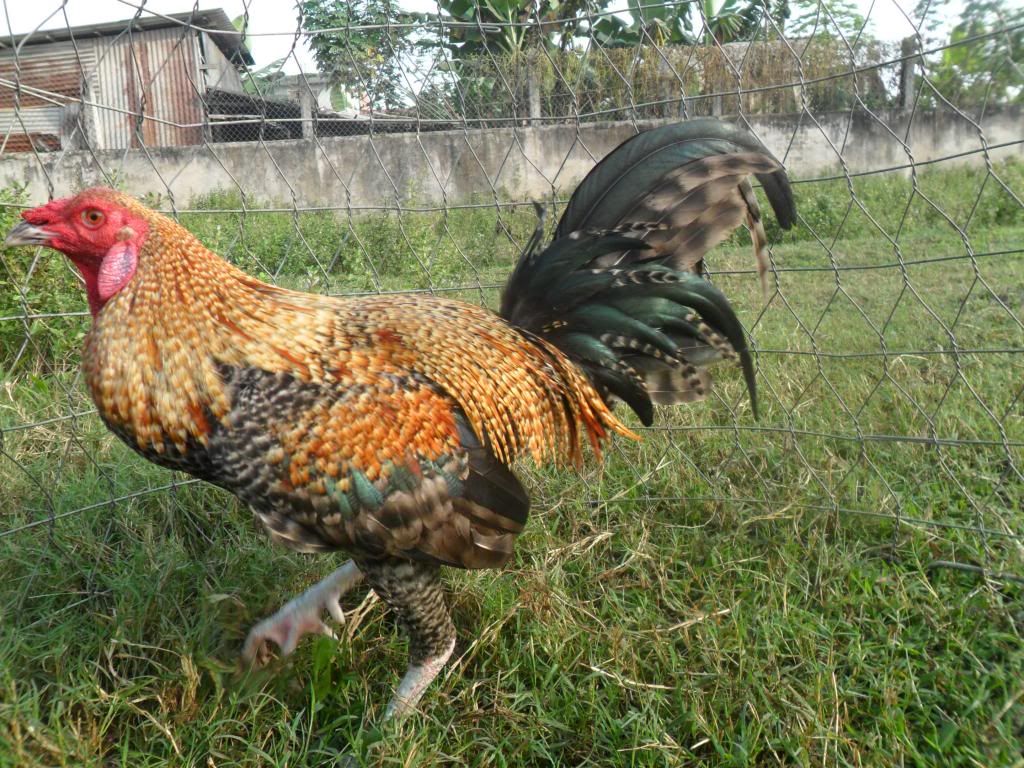 Peru New Navajeros Dom , Mỹ rặc, Tre mỹ rặc... - 2