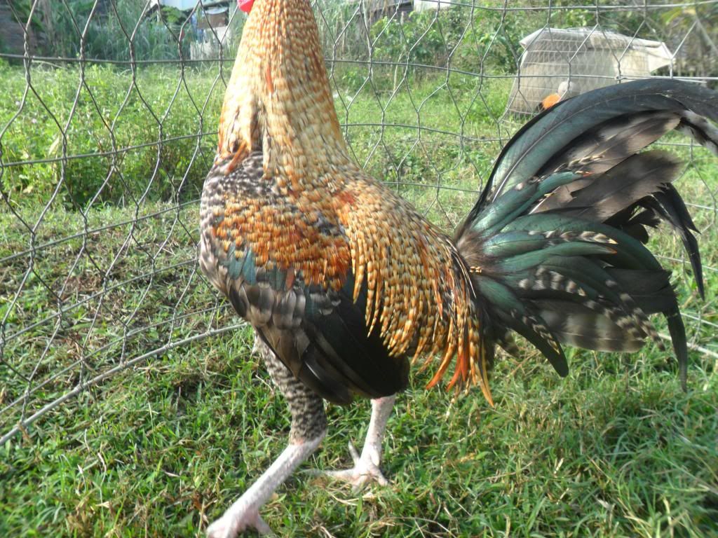 Peru Dom,Peru lai mỹ, mỹ rặc, trống mái updat thường xuyên ........ - 30