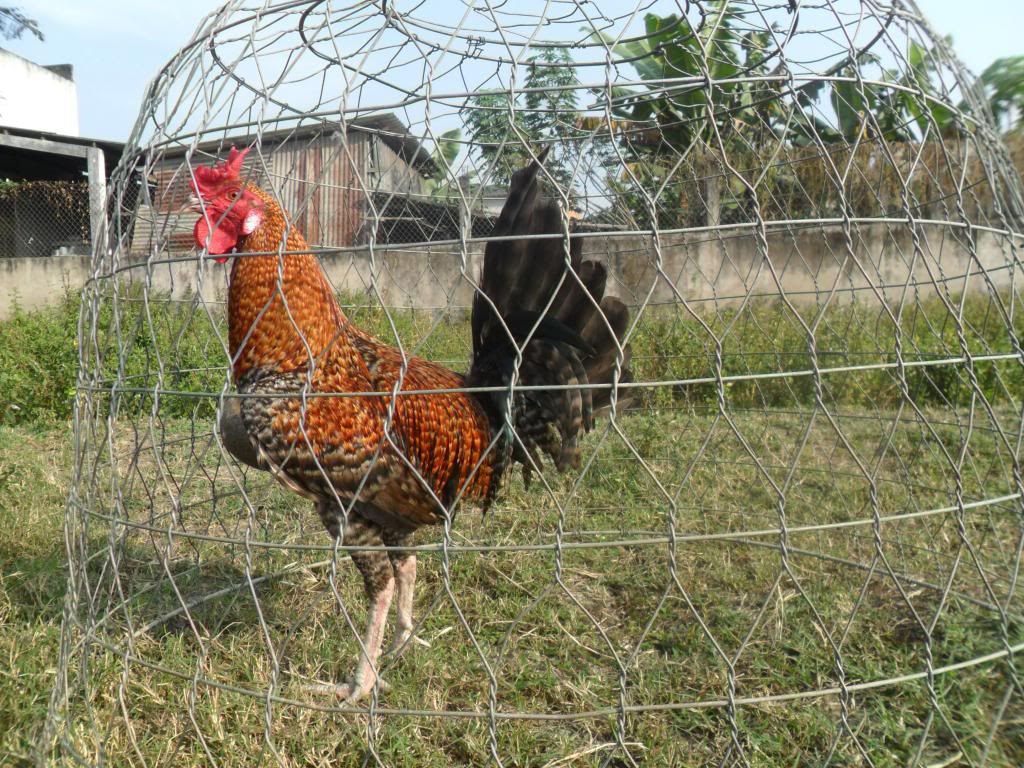 Peru New Navajeros Dom , Mỹ rặc, Tre mỹ rặc... - 4