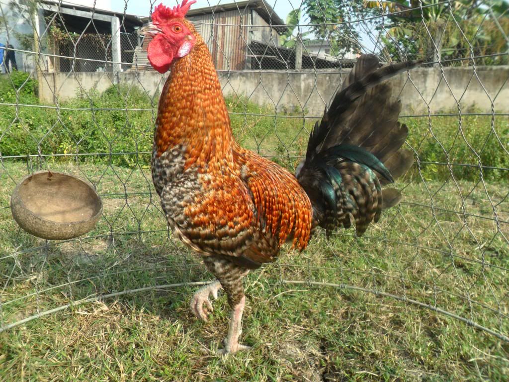 Peru Dom,Peru lai mỹ, mỹ rặc, trống mái updat thường xuyên ........ - 29