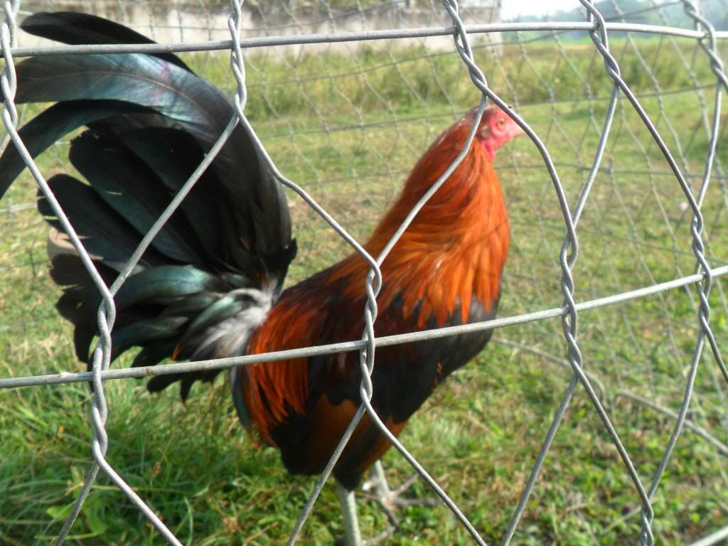 Peru Dom,Peru lai mỹ, mỹ rặc, trống mái updat thường xuyên ........ - 28