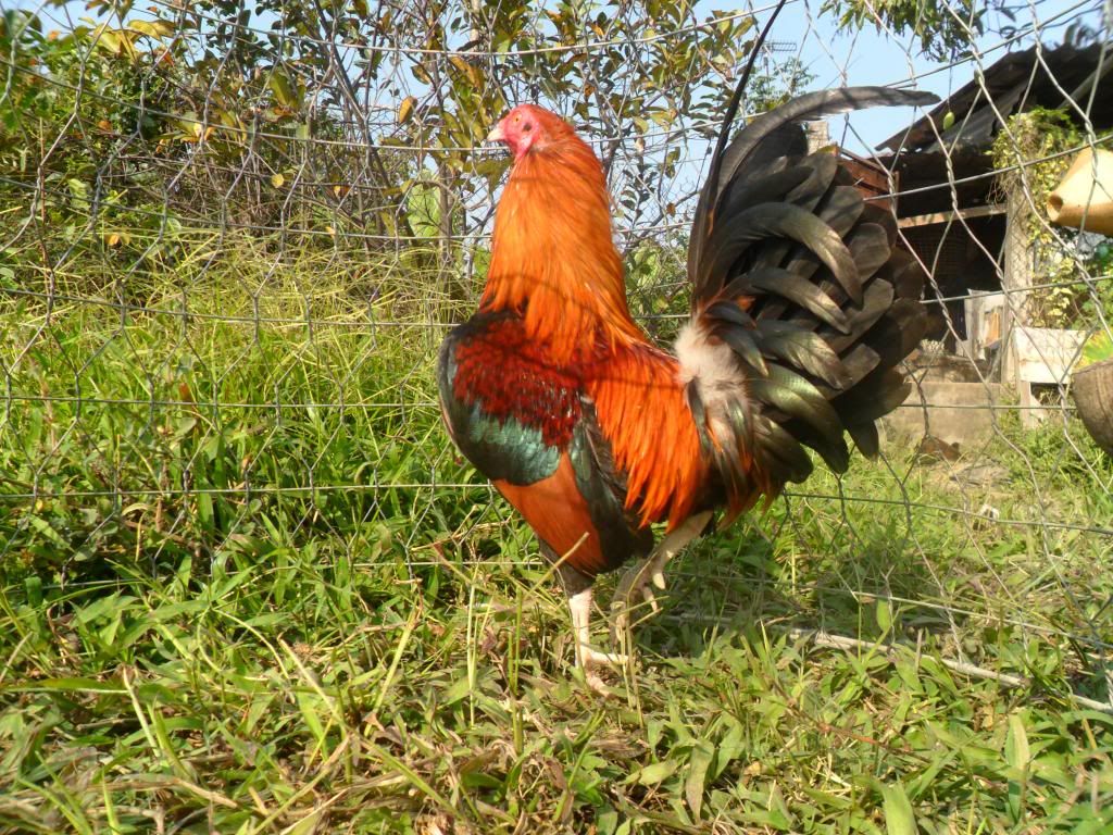 Peru Dom,Peru lai mỹ, mỹ rặc, trống mái updat thường xuyên ........ - 27