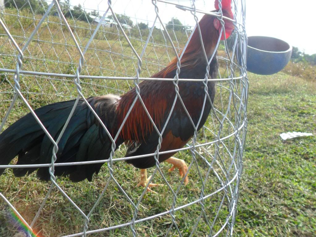 Peru Dom,Peru lai mỹ, mỹ rặc, trống mái updat thường xuyên ........ - 26