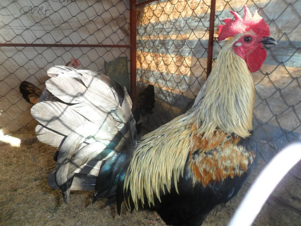 Peru Dom,Peru lai mỹ, mỹ rặc, trống mái updat thường xuyên ........ - 25