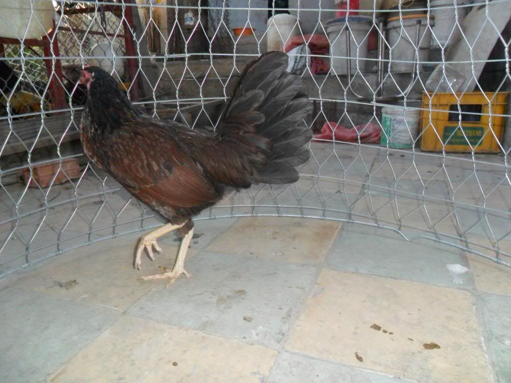 Peru Dom,Peru lai mỹ, mỹ rặc, trống mái updat thường xuyên ........ - 23