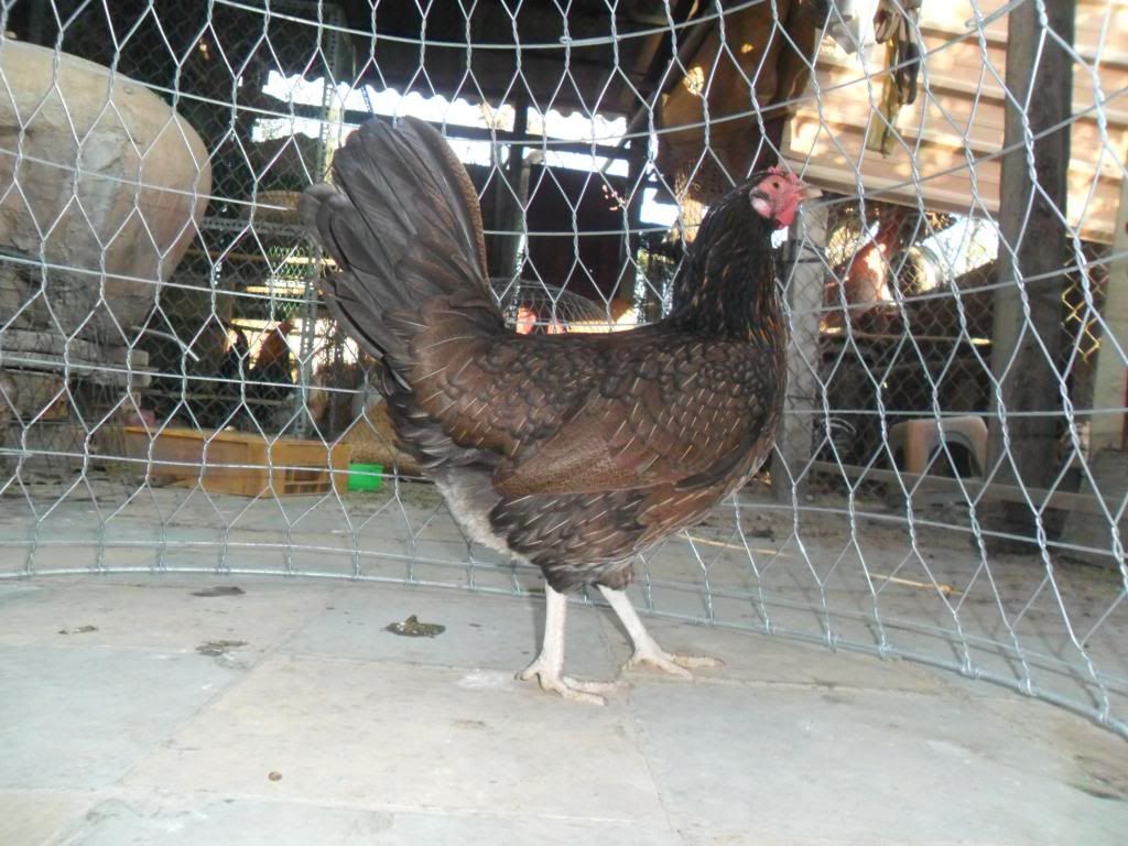 Peru Dom,Peru lai mỹ, mỹ rặc, trống mái updat thường xuyên ........ - 21