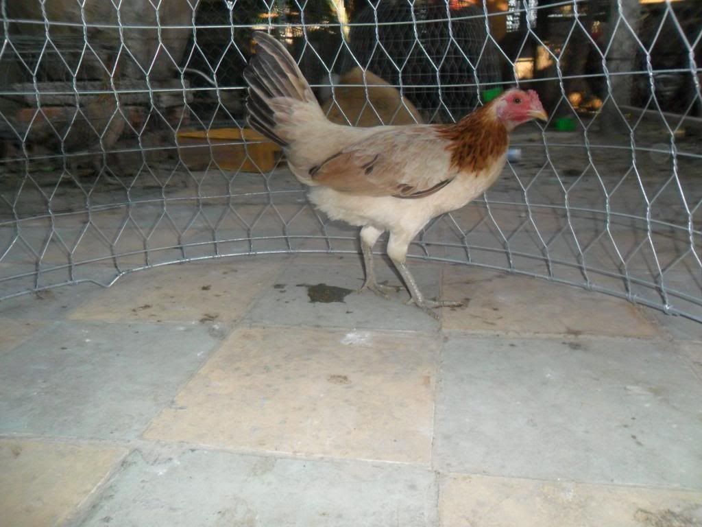 Peru Dom,Peru lai mỹ, mỹ rặc, trống mái updat thường xuyên ........ - 20