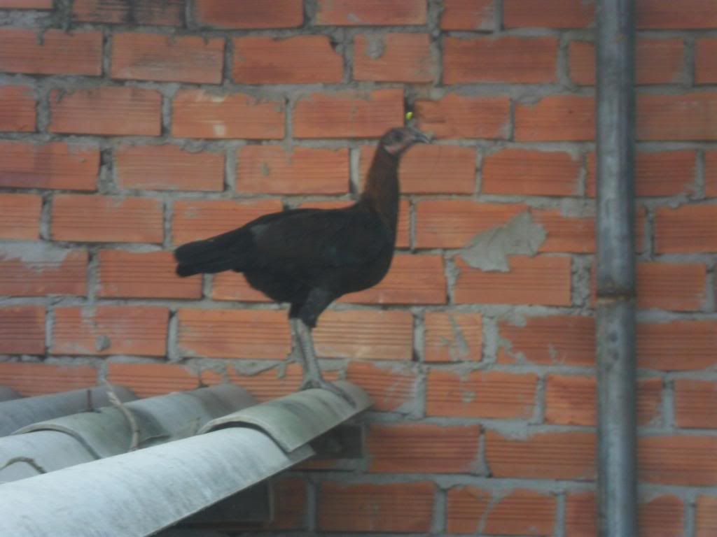 Peru Dom,Peru lai mỹ, mỹ rặc, trống mái updat thường xuyên ........ - 22