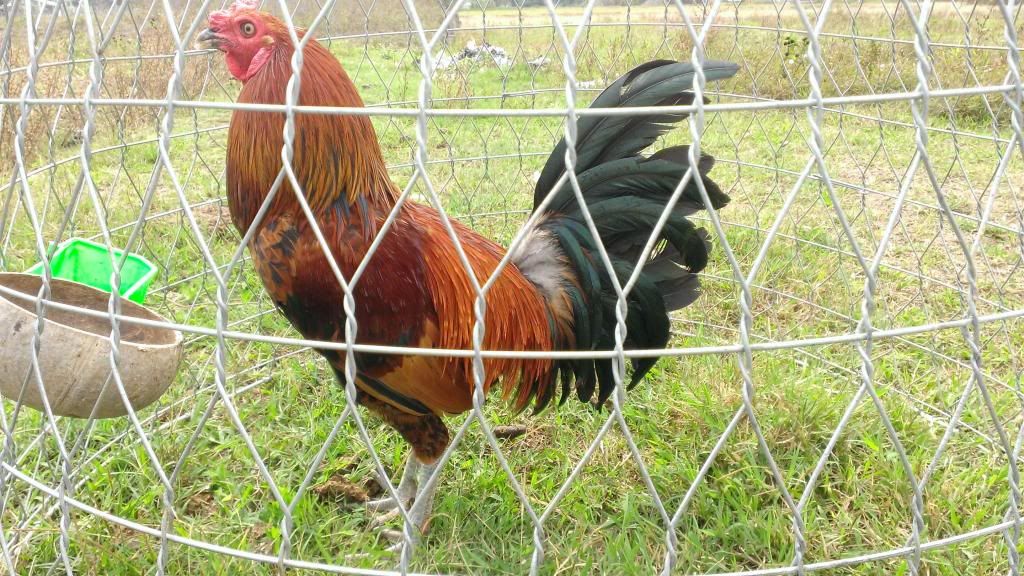 Peru Dom,Peru lai mỹ, mỹ rặc, trống mái updat thường xuyên ........ - 15