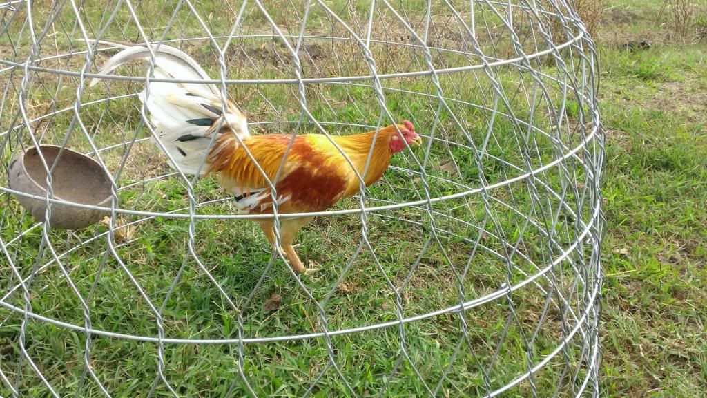 Peru Dom,Peru lai mỹ, mỹ rặc, trống mái updat thường xuyên ........ - 13