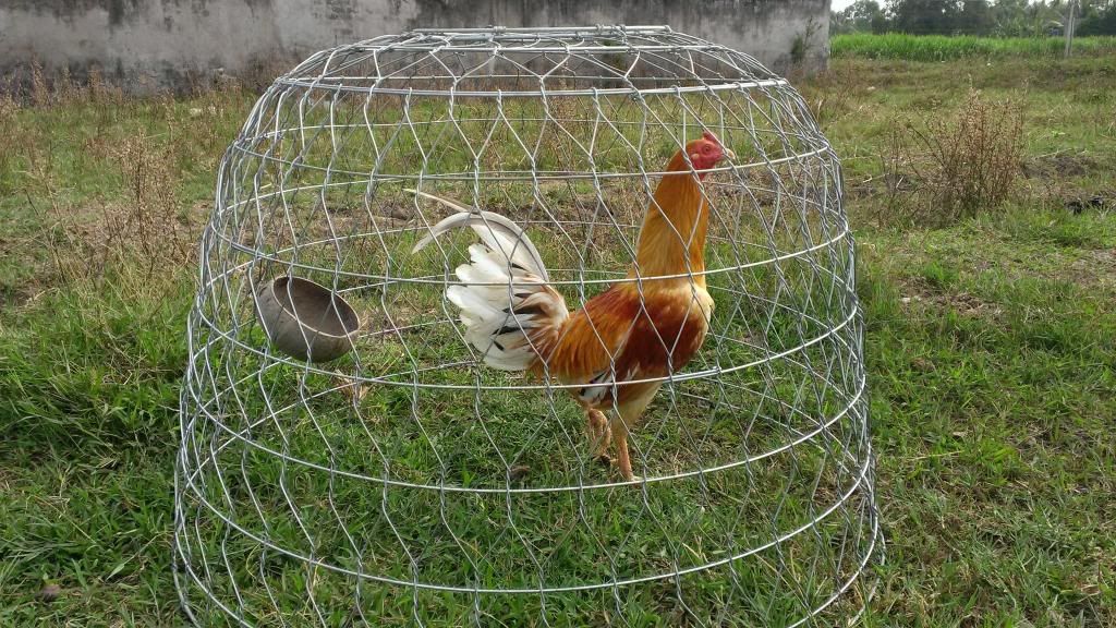 Peru New Navajeros Dom , Mỹ rặc, Tre mỹ rặc... - 15