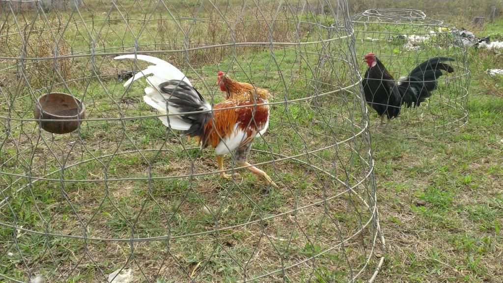 Peru Dom,Peru lai mỹ, mỹ rặc, trống mái updat thường xuyên ........ - 12