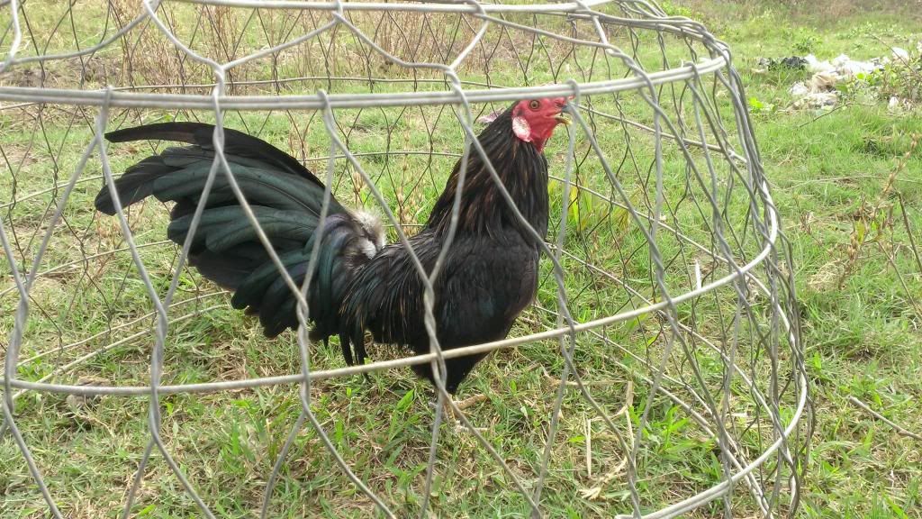 Peru Dom,Peru lai mỹ, mỹ rặc, trống mái updat thường xuyên ........ - 11