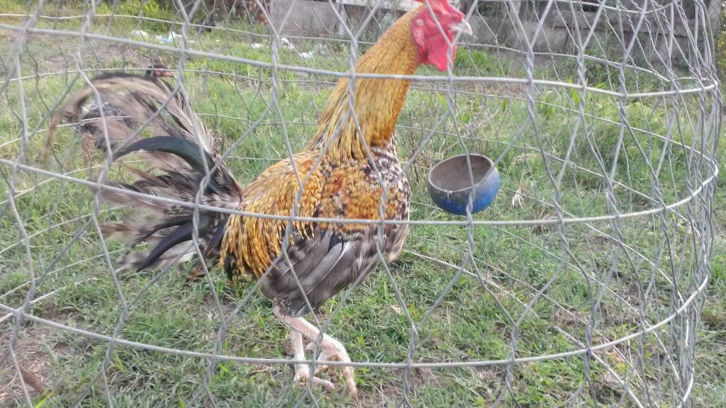 Peru Dom,Peru lai mỹ, mỹ rặc, trống mái updat thường xuyên ........ - 10