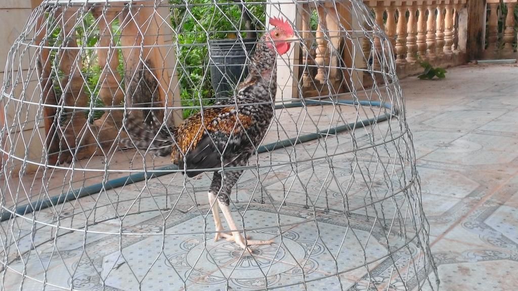 Peru Dom,Peru lai mỹ, mỹ rặc, trống mái updat thường xuyên ........ - 8