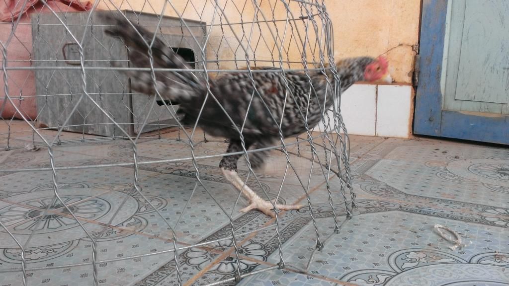 Peru Dom,Peru lai mỹ, mỹ rặc, trống mái updat thường xuyên ........ - 7