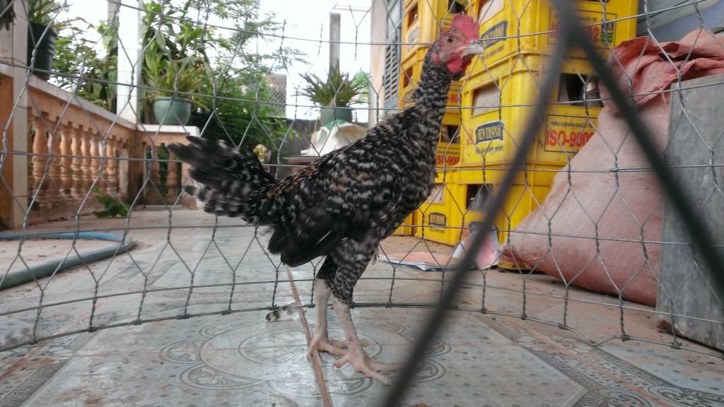 Peru Dom,Peru lai mỹ, mỹ rặc, trống mái updat thường xuyên ........ - 6