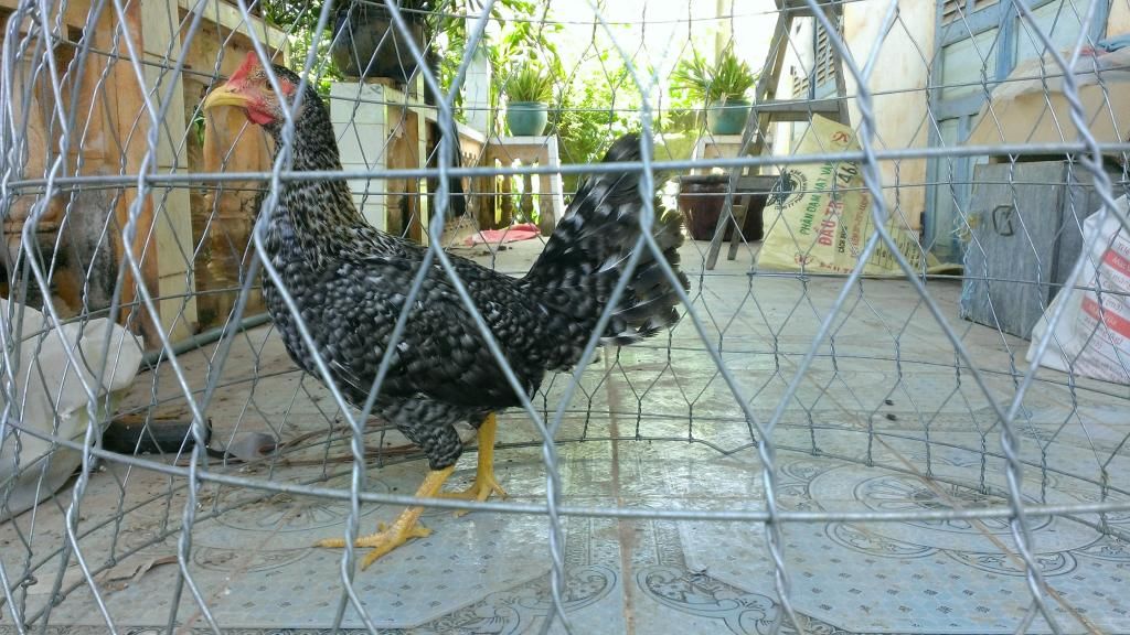 Peru Dom,Peru lai mỹ, mỹ rặc, trống mái updat thường xuyên ........ - 1