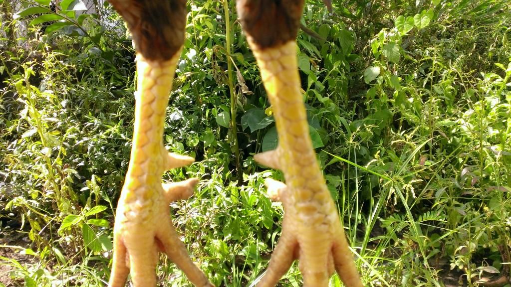 Gà lai mã lại dáng chuẩn.... - 4