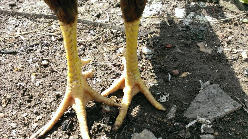 Gà lai mã lại dáng chuẩn.... - 3