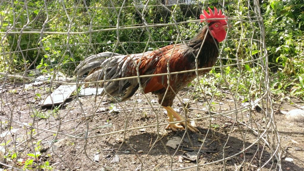 Gà lai mã lại dáng chuẩn.... - 1