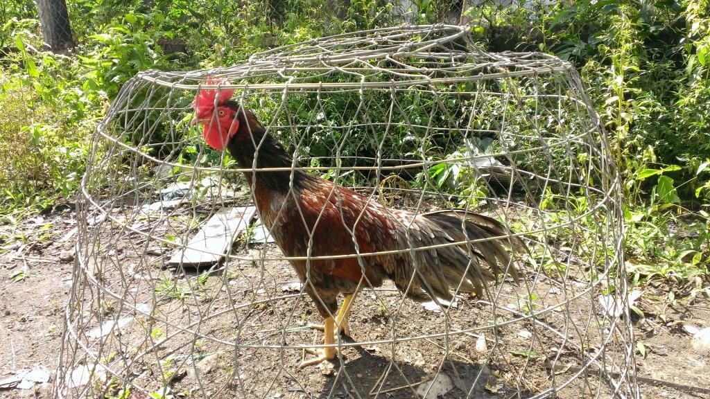 Gà lai mã lại dáng chuẩn....