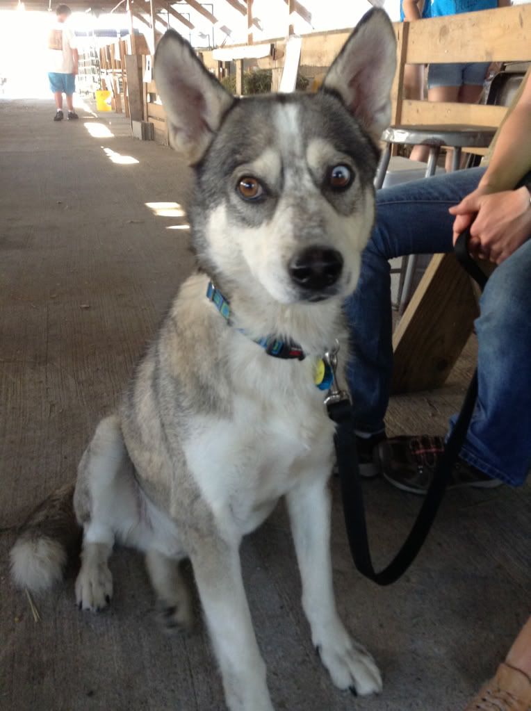 Waseca County Animal Humane Society Waseca County Fair