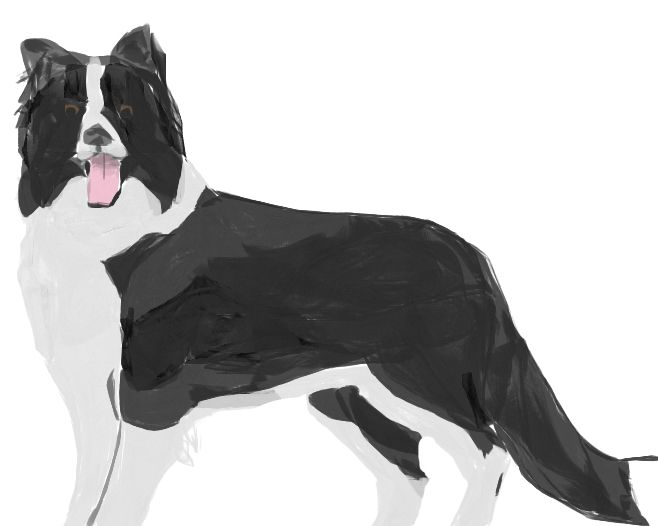 http://i1365.photobucket.com/albums/r753/LordJusky/BorderCollie_zps18f30079.jpg