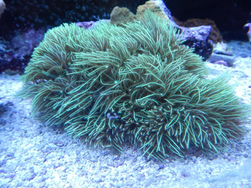 greenstarpolyps_zpsaecfe276.jpg